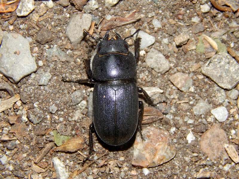 Dorcus parallelipipedus